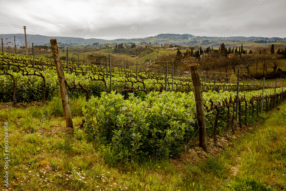 Rows of young vineyards in spring.