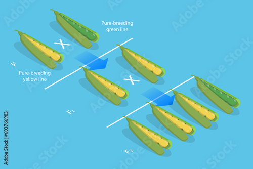 3D Isometric Flat Vector Conceptual Illustration of Mendelian Inheritance, Pea Plants