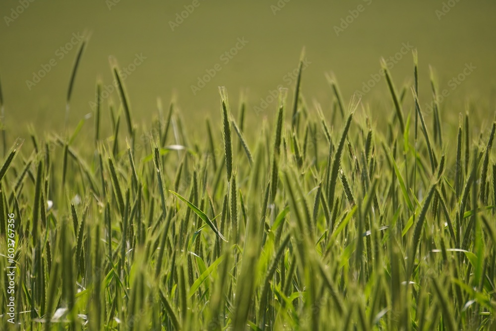 Obraz premium Weizenfeld im Sonnenlicht