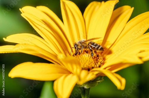 Flower and bee. Summer pollination.