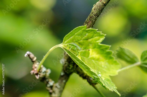 Green bug on leaves in the garden. photo