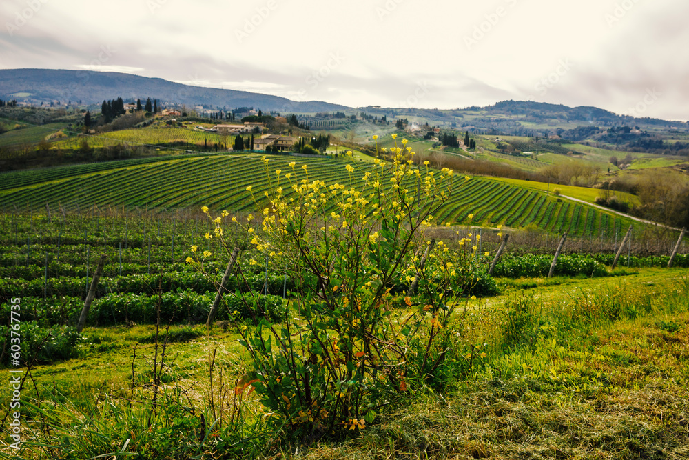Green meadows and vineyards of Chianti region, Tuscany, Italy.
