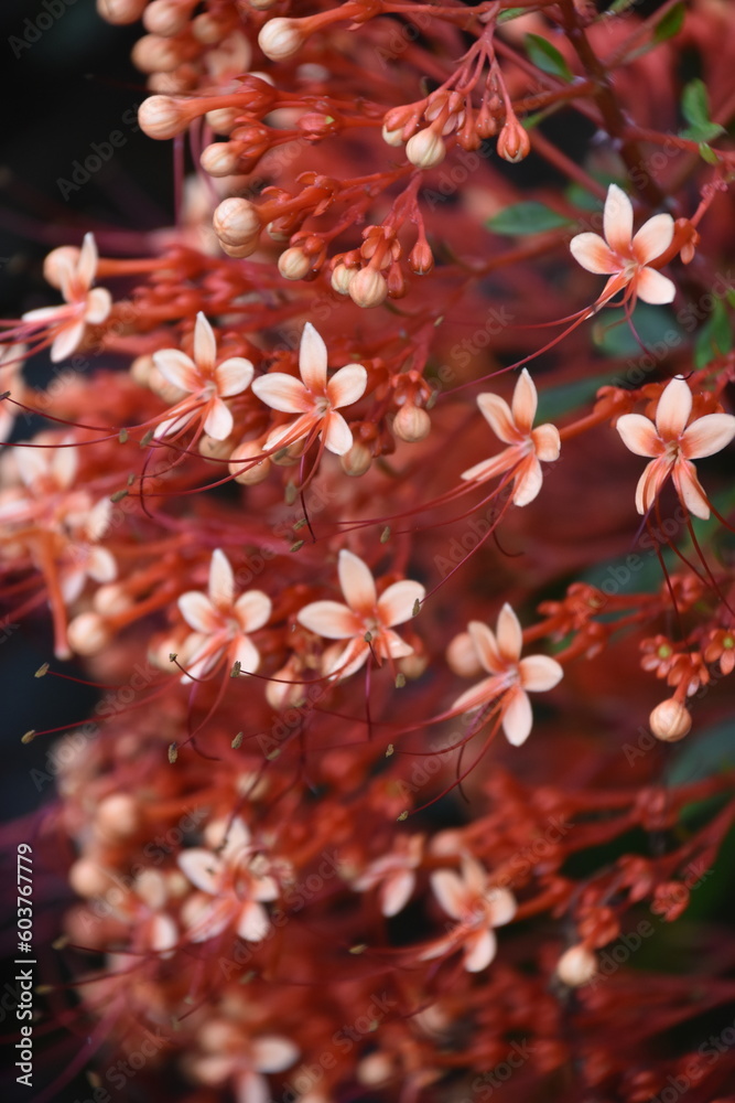 Egzotyczna roślinność - różowe kwiaty w Indonezji - obrazy, fototapety, plakaty 