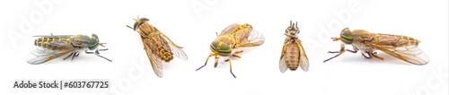 striped horse fly - Tabanus lineola - is a species of biting horse-fly. It is known from the eastern and southern United States and the Gulf coast of Mexico isolated on white background five views