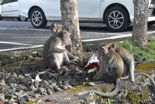 Małpy makaki buszujące na parkingu w poszukiwaniu jedzenia - Bali indonezja © Tomasz Aurora