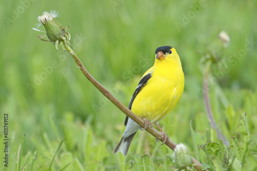Close up of goldfinch on a dandelion.