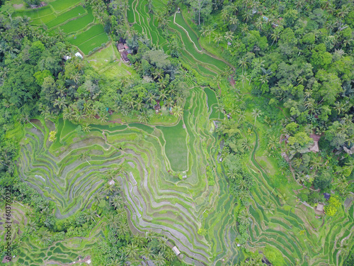 Tarasy ryżowe w pobliżu miasta Ubud na indonezyjskiej wyspie Bali - widok z drona