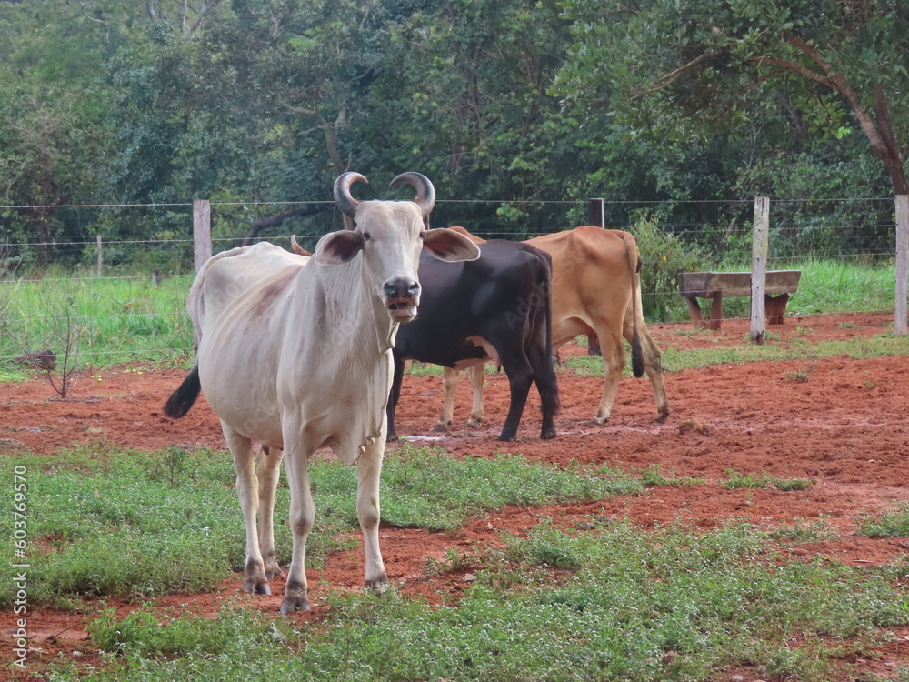 cows in the field