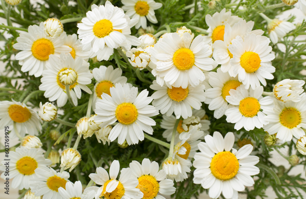 Fototapeta premium Camomile flowers as background, top view