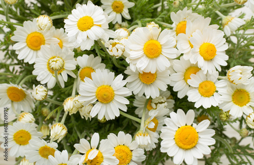 Camomile flowers as background  top view