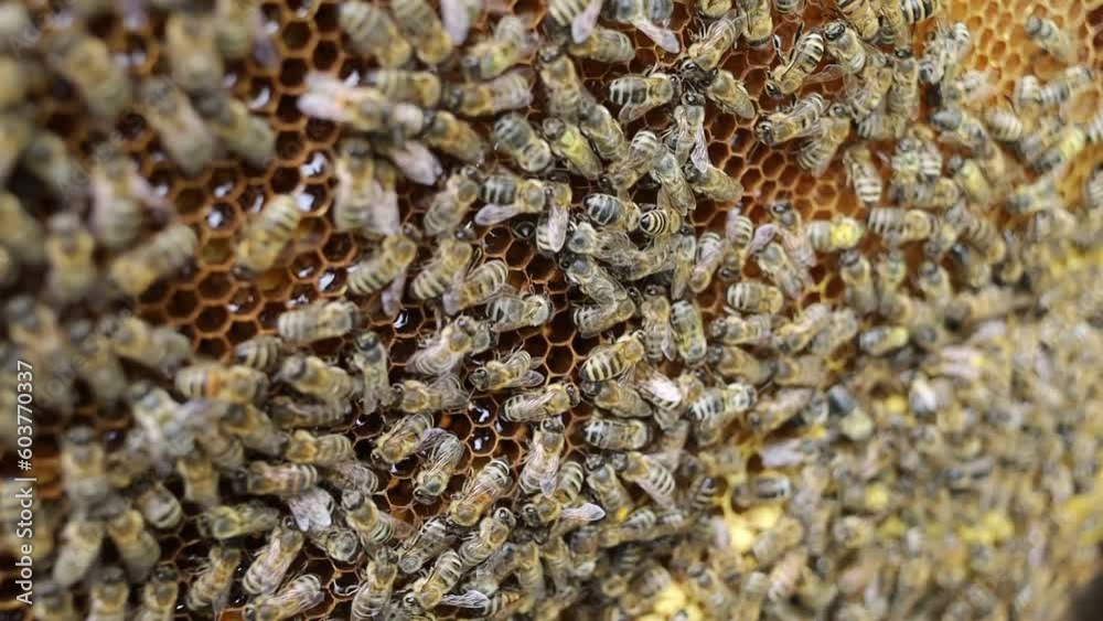 Many bees on a frame in an apiary. Many bees on a frame in an apiary.