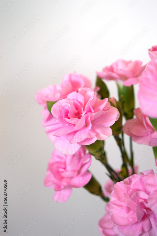 Pink carnation flowers, Dianthus caryophyllus, clove pink Pink carnation flowers, Dianthus caryophyllus, clove pink