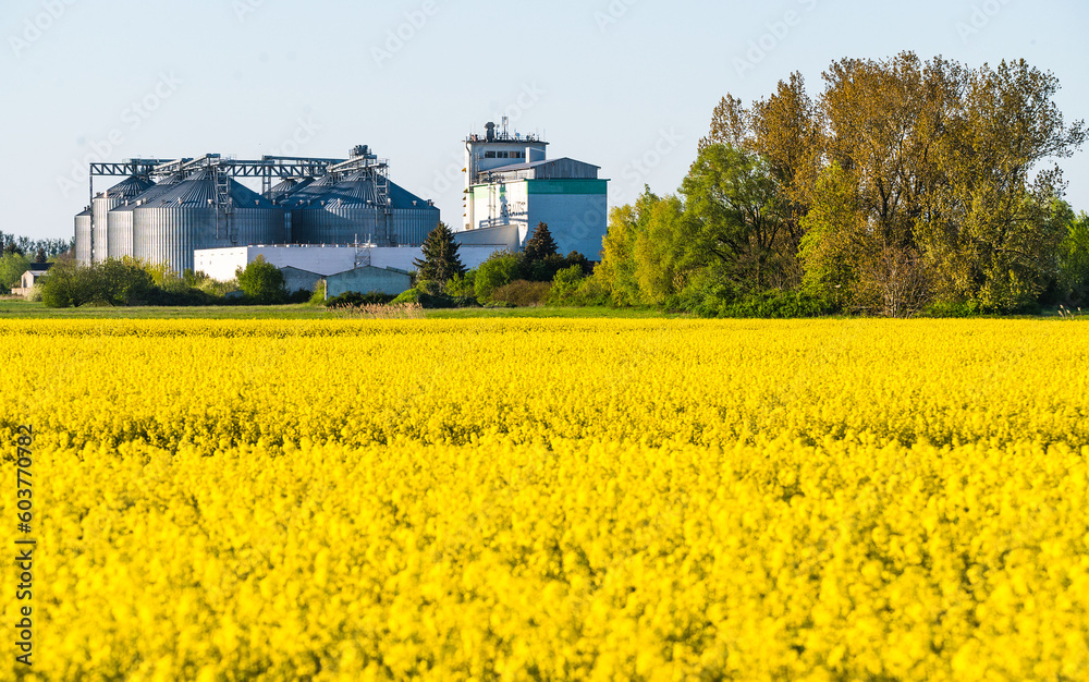 Rapsfeld vor Getreidespeicher vor Kyritz (Ostprignitz- Brandenburg)