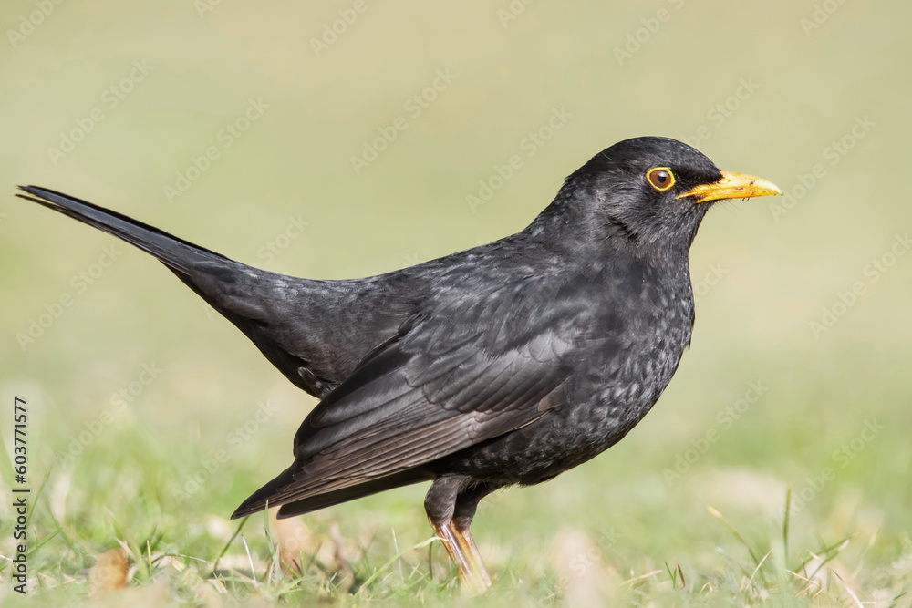 Amsel auf der Wiese Amsel auf der Wiese