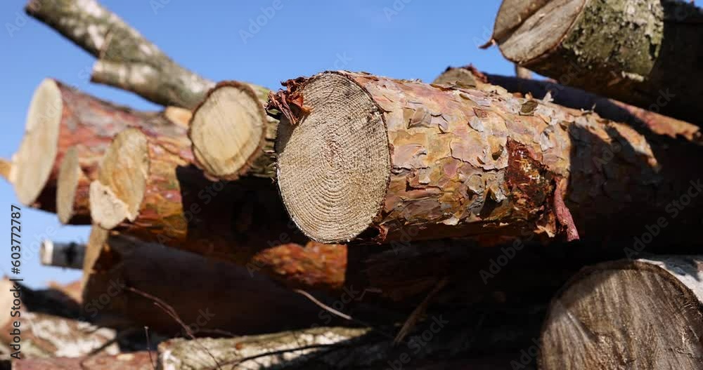 a pile of sawn wood after deforestation, harvesting of wood on the territory of the forest for subsequent delivery to the enterprise a pile of sawn wood after deforestation, harvesting of wood on the territory of the forest for subsequent delivery to the enterprise