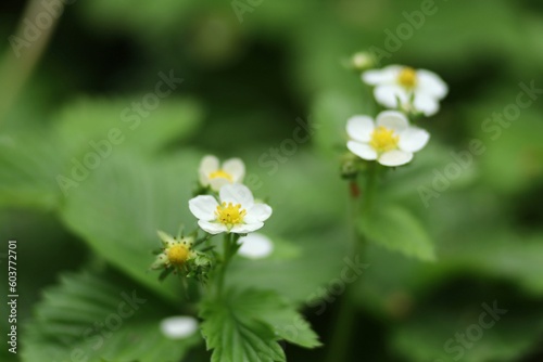 Blooming white forest strawberry close-up.