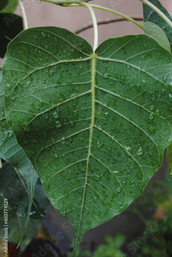 close up of green leaf with droplets on 