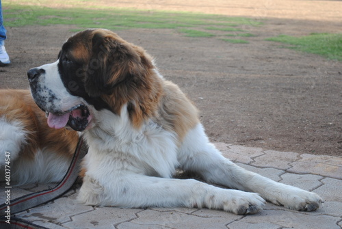 St. Bernard sitting and taking a little rest before his turn for dog show  
