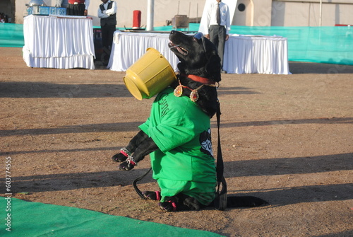 Black Labrador playing with empty bucket OR asking for a water to take a bathe  