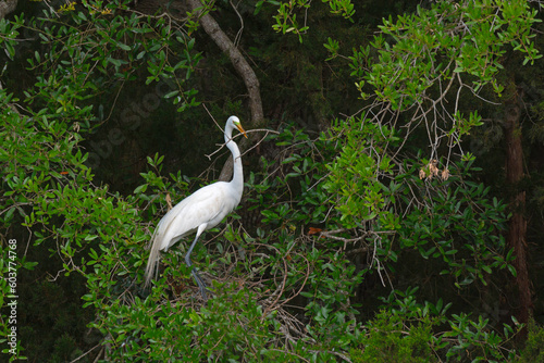 Great Egret with twig in its beak for nest building during mating season.