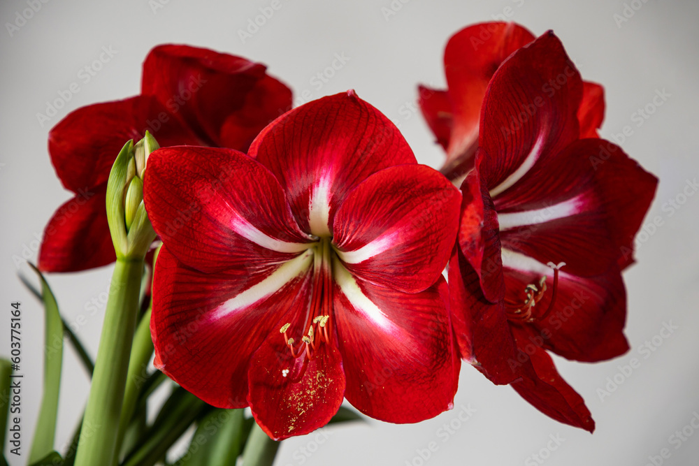 Red flower amaryllis. Dutch flowers. Hippeastrum or Amaryllis flowers. Large red flowers. Amaryllis variety Happy Grandise. Flowers of Holland