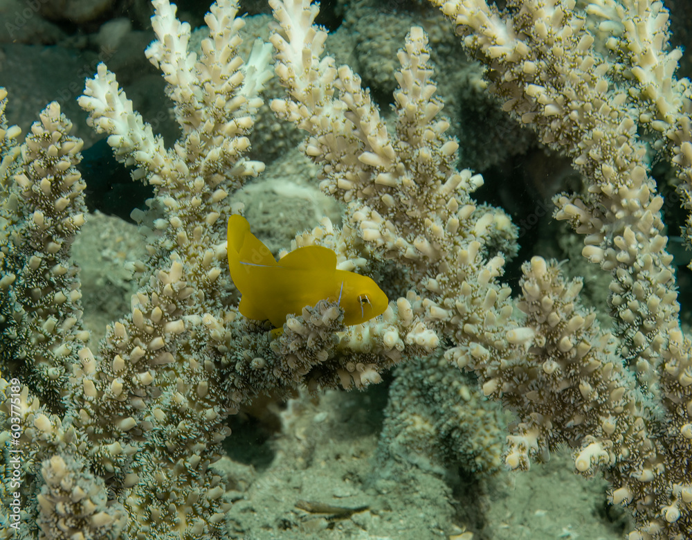 Obraz premium Lemon Coral Goby (Gobiodon citrinus) in the Red Sea, Egypt