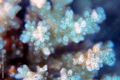 Close up showing the intricate detail of coral in the Red Sea, Egypt