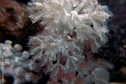 Close up showing the intricate detail of coral in the Red Sea, Egypt photo