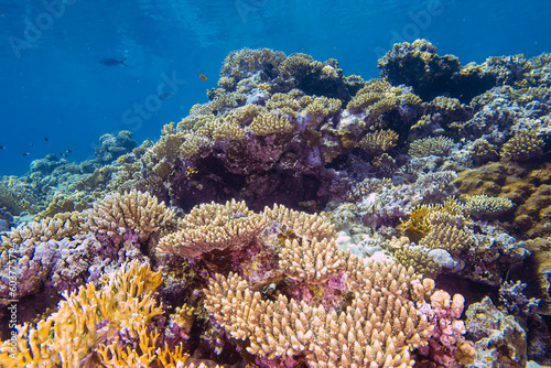 Coral reefs in the Red Sea  Egypt