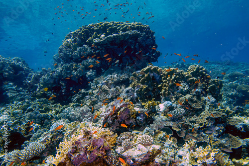 Fototapeta Naklejka Na Ścianę i Meble -  Coral reefs in the Red Sea, Egypt