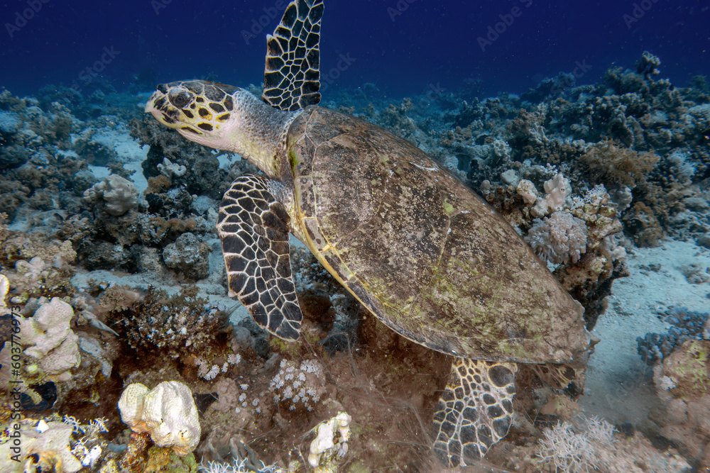 Obraz premium A Hawksbill Sea Turtle (Eretmochelys imbricata) in the Red Sea, Egypt