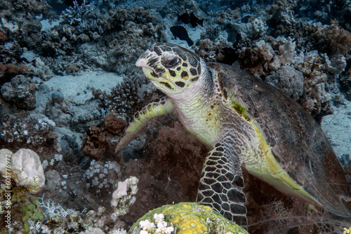 A Hawksbill Sea Turtle  Eretmochelys imbricata  in the Red Sea  Egypt