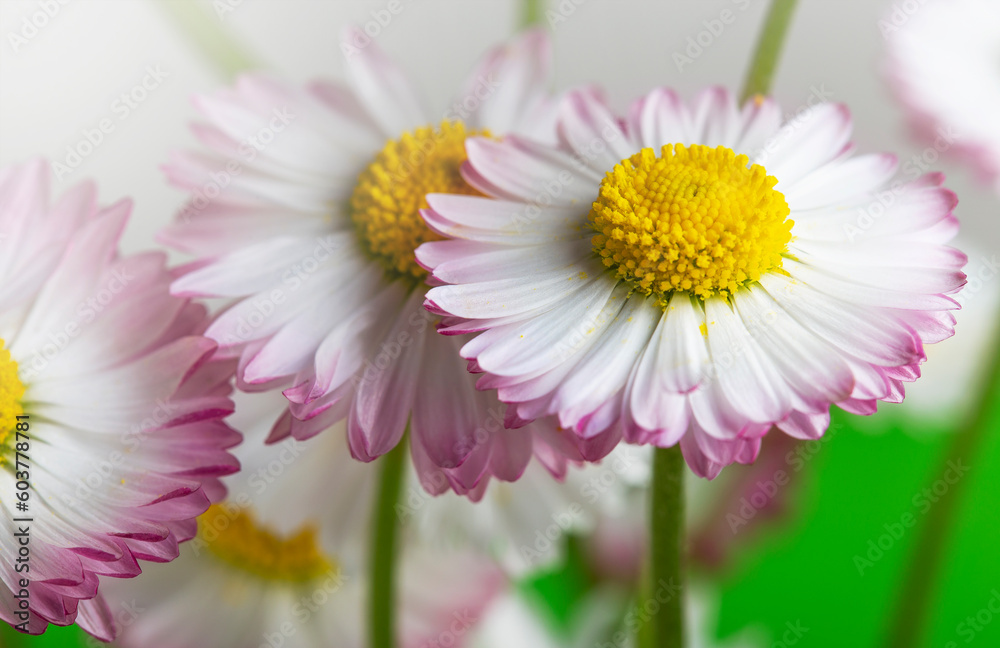 bouquet of white and pink daisies on a green background bouquet of white and pink daisies on a green background