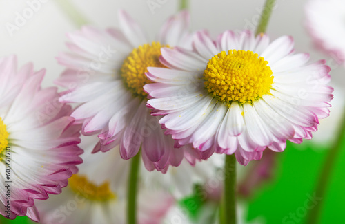 bouquet of white and pink daisies on a green background