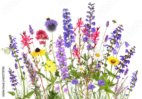 Colorful garden flowers with insects, transparent background photo