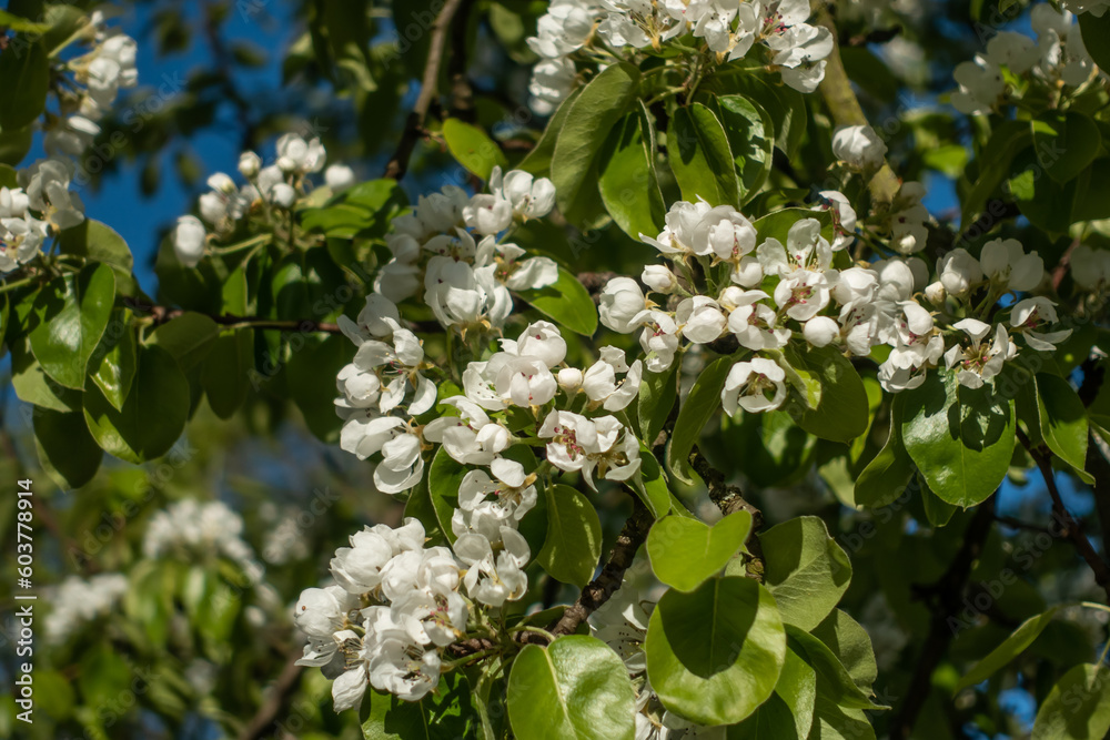 White inflorescence on a branch