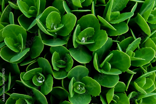 close up of green leaves