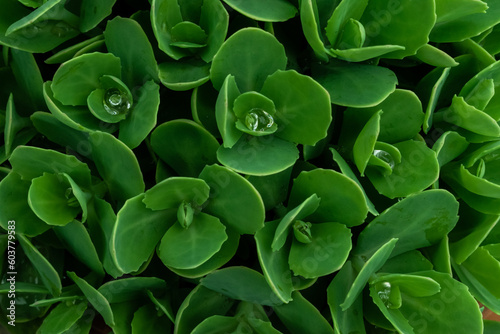 close up of green leaves
