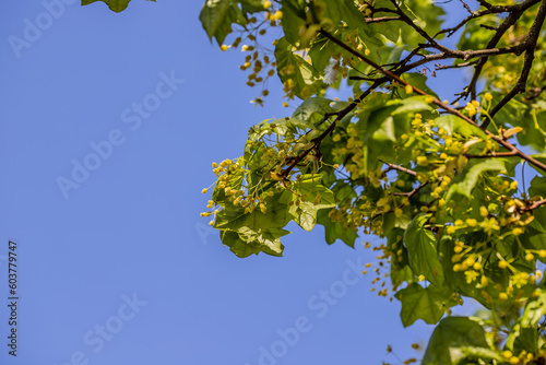 Yellow linden flowers and blue sky