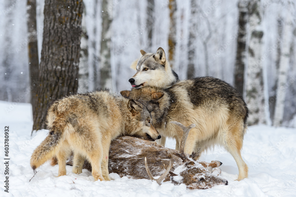 Fototapeta premium Wolf (Canis lupus) Rests Head on Packmate Over Deer Carcass Winter