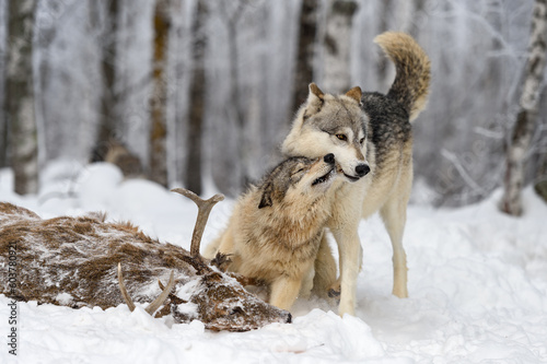 Young Wolf (Canis lupus) Nuzzles Elder at Deer Carcass Winter © hkuchera