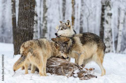 Wolf (Canis lupus) Rests Head on Packmate Over Deer Carcass Winter © hkuchera