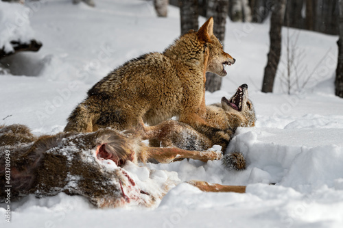 Coyotes (Canis latrans) Fight at White-Tail Deer Carcass Winter