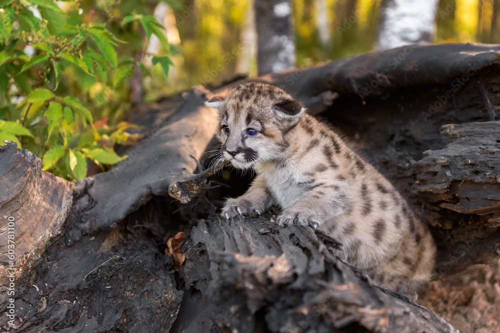 Fototapeta premium Cougar Kitten (Puma concolor) Crawls Out From Inside Log Autumn