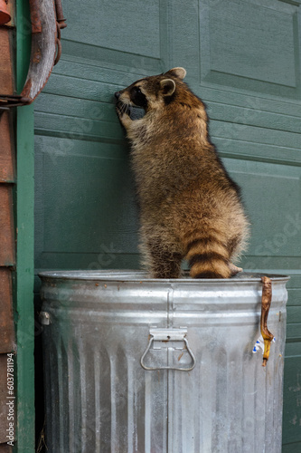 Raccoon (Procyon lotor) Stands Up Against Green Garage Door From Top of Garbage Can