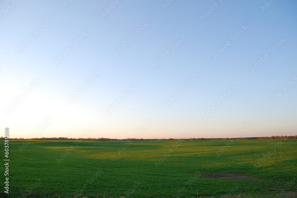 Field with green fresh grass. Spring evening, clear sky, the sun leaned low to the horizon, A wide field with low grass beyond the field, a forest is visible. There are almost no clouds in blue sky.