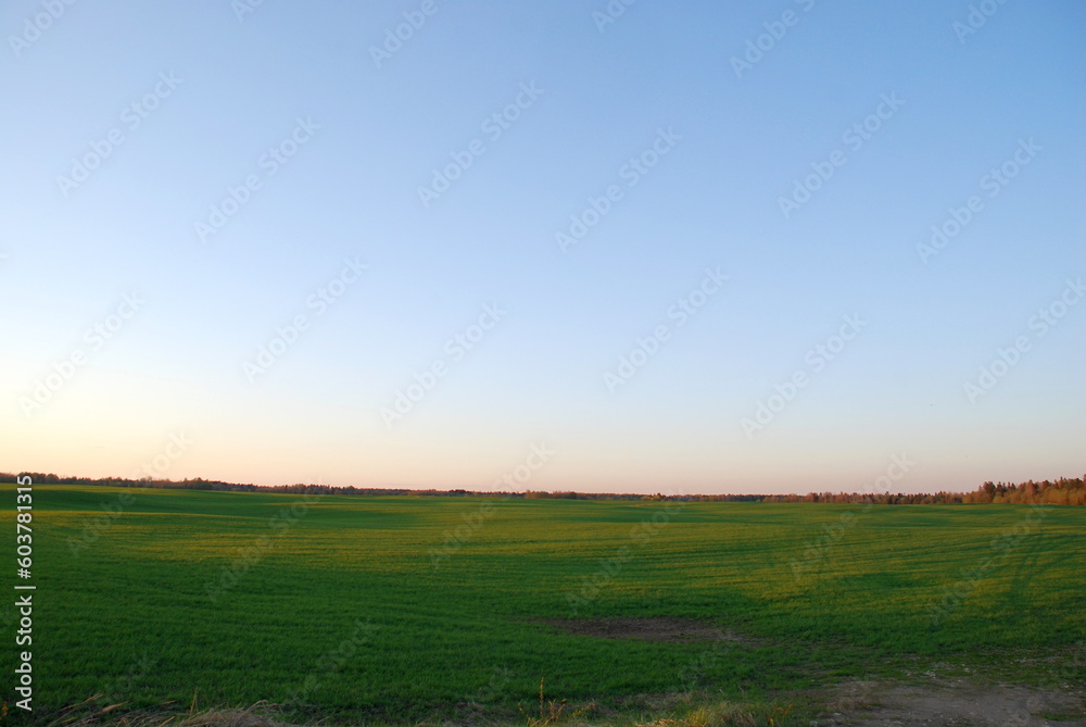 Field with green fresh grass. Spring evening, clear sky, the sun leaned low to the horizon, A wide field with low grass beyond the field, a forest is visible. There are almost no clouds in blue sky. Field with green fresh grass. Spring evening, clear sky, the sun leaned low to the horizon, A wide field with low grass beyond the field, a forest is visible. There are almost no clouds in blue sky.