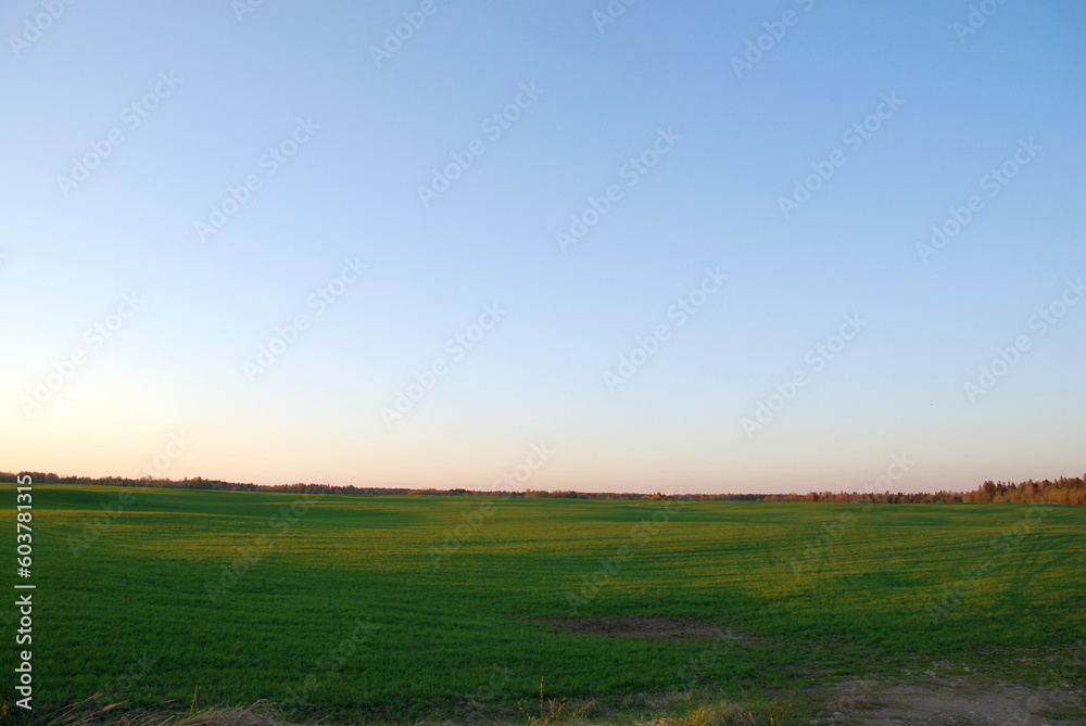 Field with green fresh grass. Spring evening, clear sky, the sun leaned low to the horizon, A wide field with low grass beyond the field, a forest is visible. There are almost no clouds in blue sky.