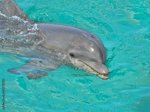 Wilder Delfin in Aktion