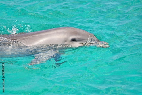 Wilder Delfin in Aktion